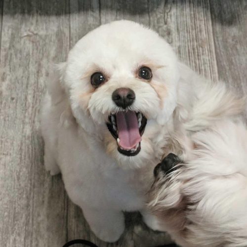 shaggy shaggy shake: Freshly groomed white dog with open mouth, looking happy and excited